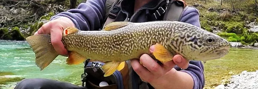 Sloweniens Marmorforelle (Salmo marmoratus)