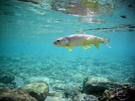 Sloweniens Marmorforelle (Salmo marmoratus)