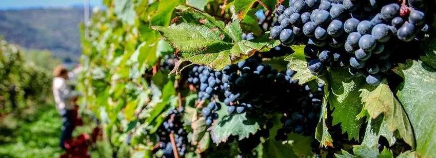 Refošk - Wein der Weinregion Karst