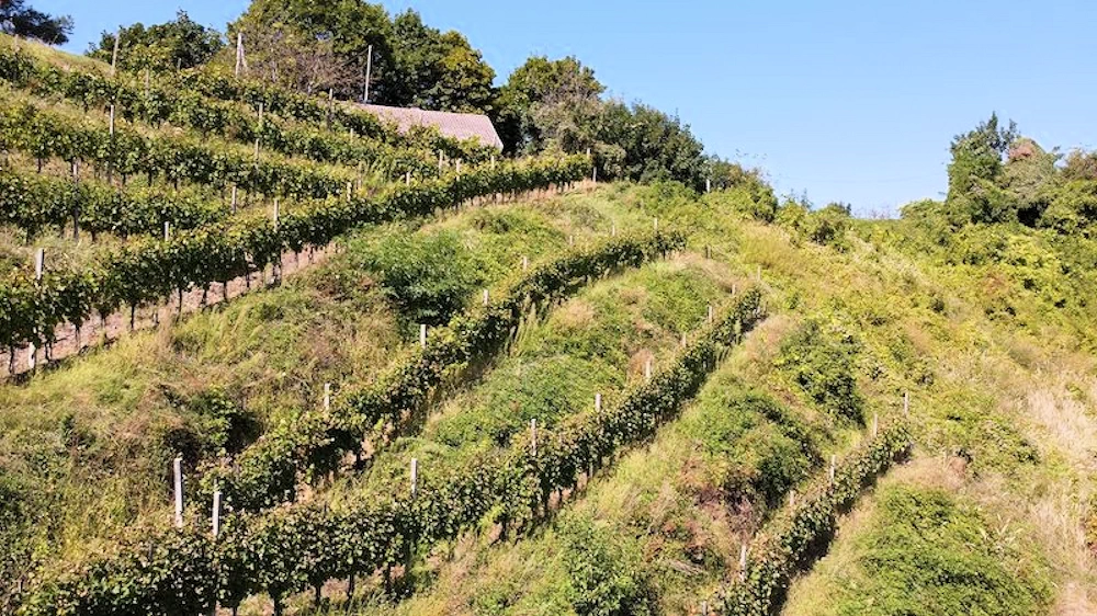 Der Weinberg auf dem Hügel unterhalb des Hauses