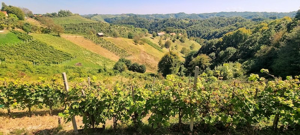 Blick vom Haus auf den Weinberg