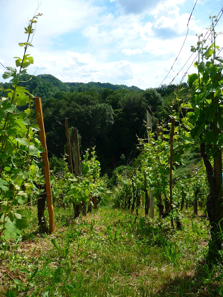 Weinberg in der Region Haloze