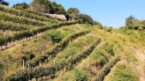 Der Weinberg auf dem Hügel unterhalb des Hauses